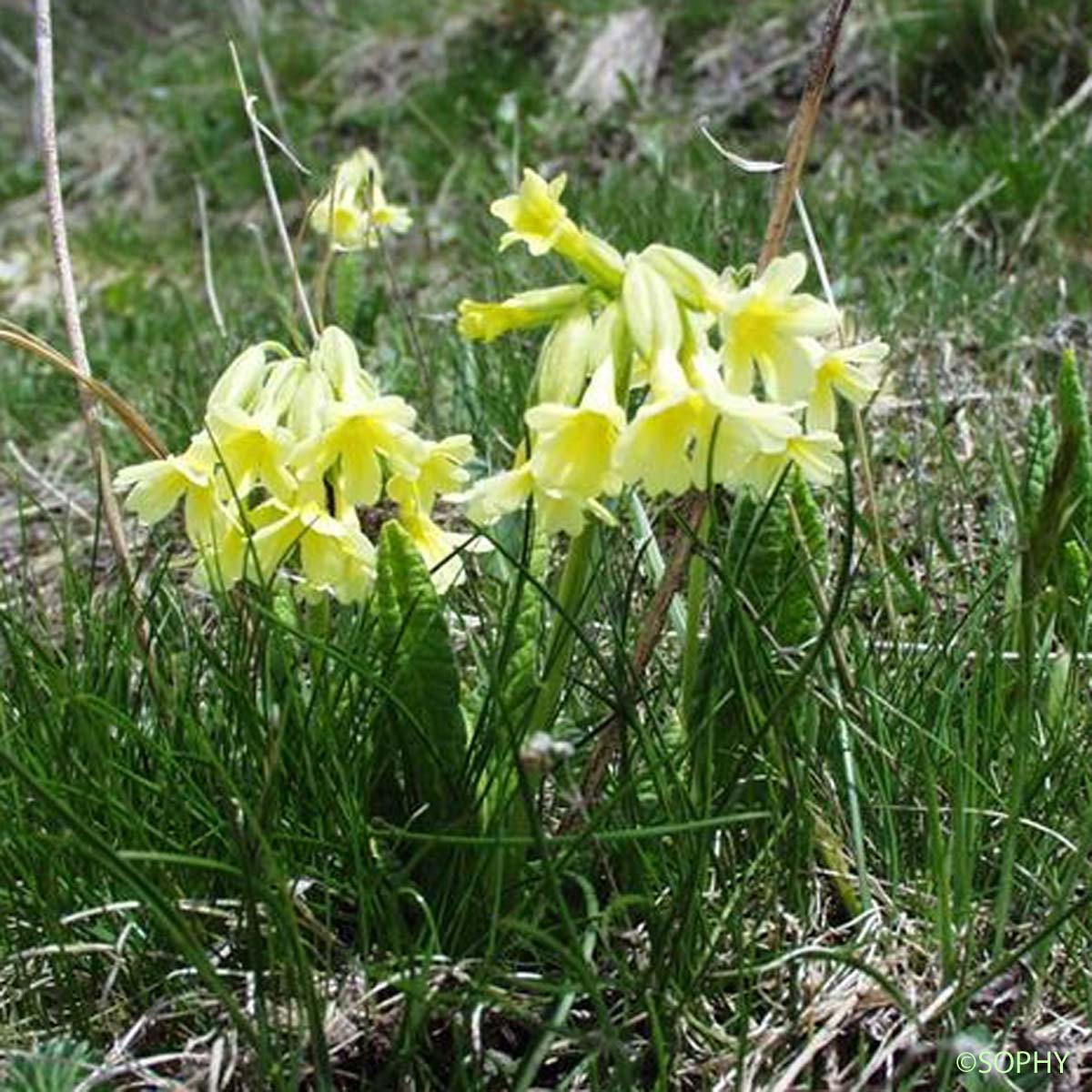 Primevère intriquée - Primula elatior subsp. intricata