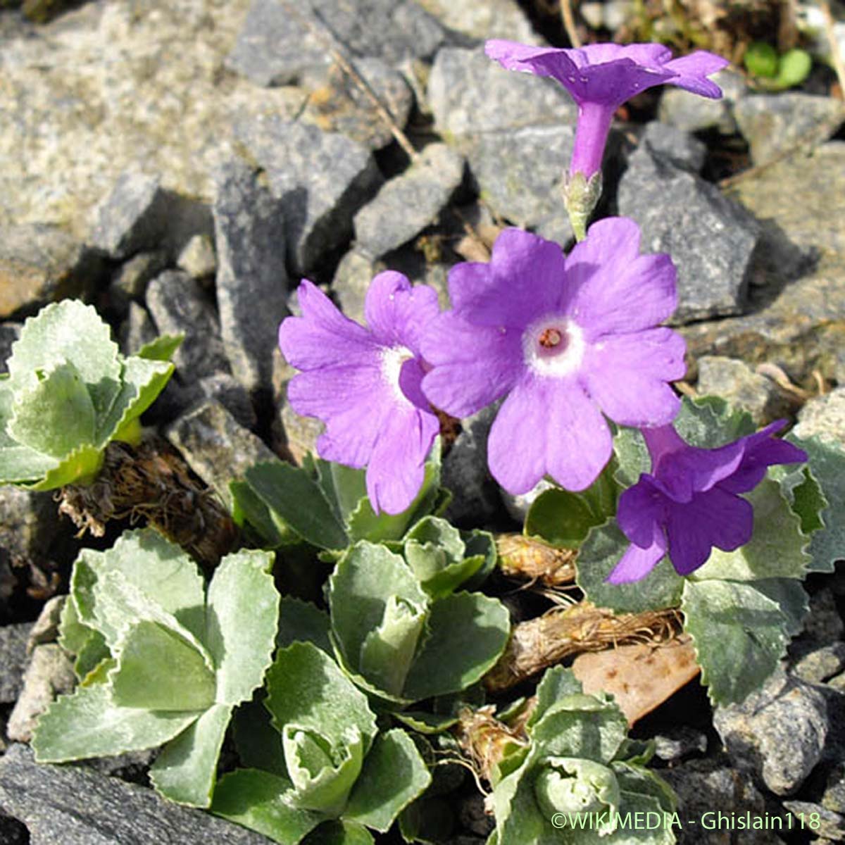 Primevère marginée - Primula marginata