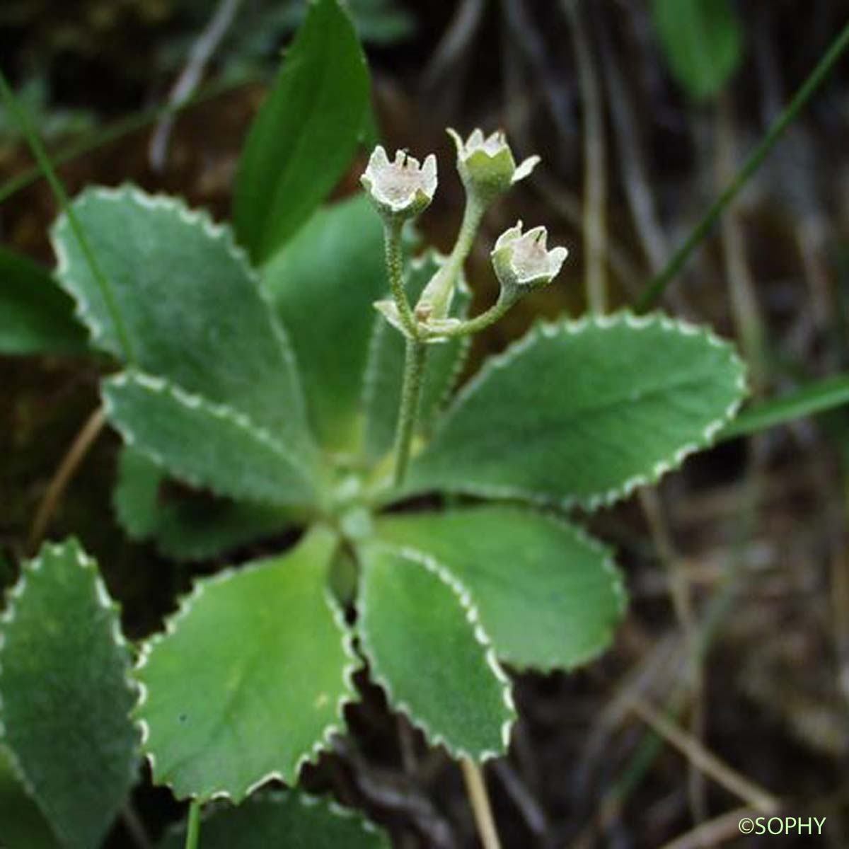 Primevère marginée - Primula marginata