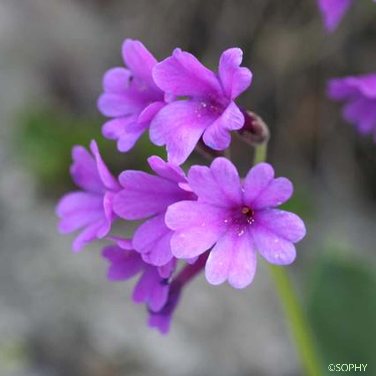 Primevère odorante - Primula latifolia subsp. graveolens