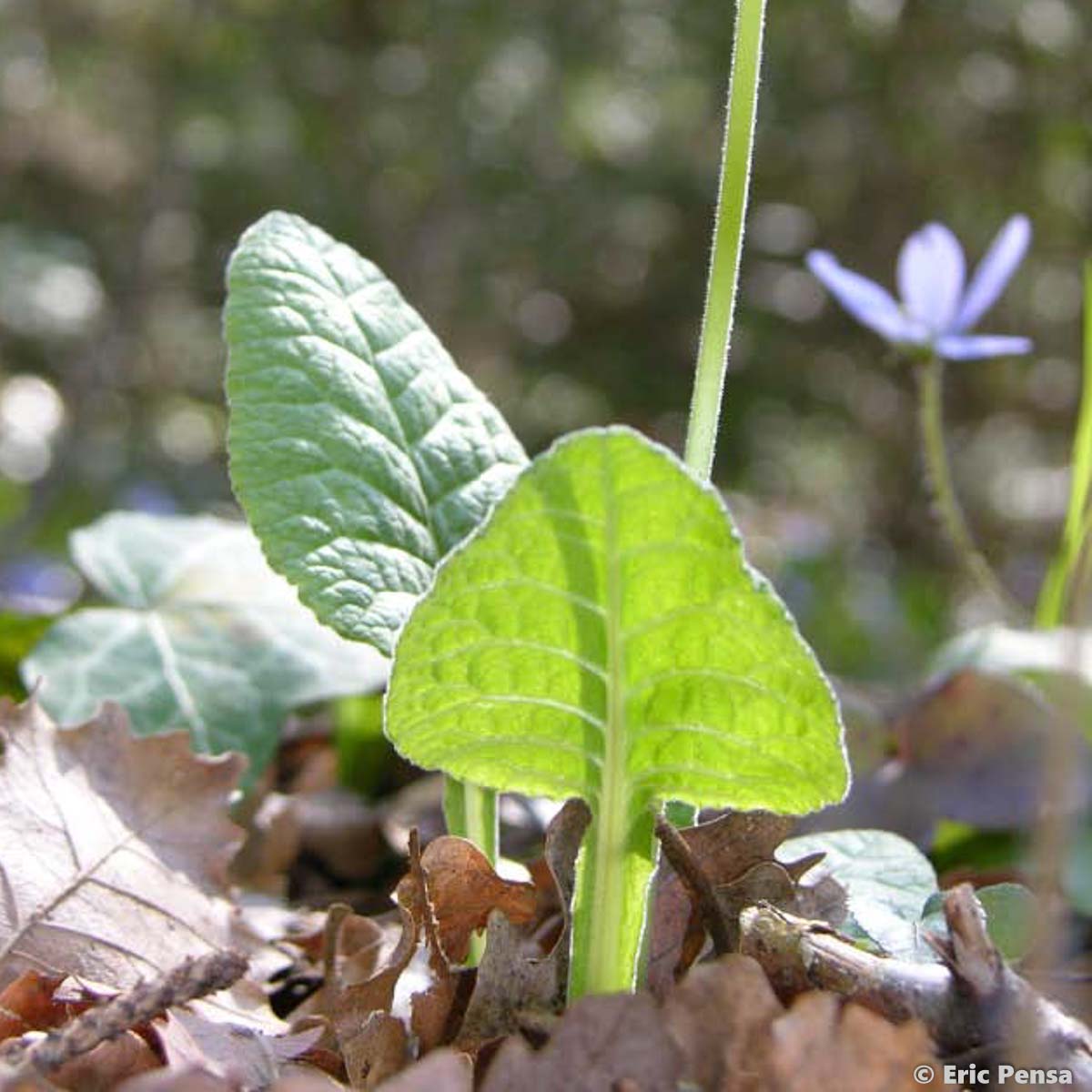 Primevère officinale - Primula veris var. veris