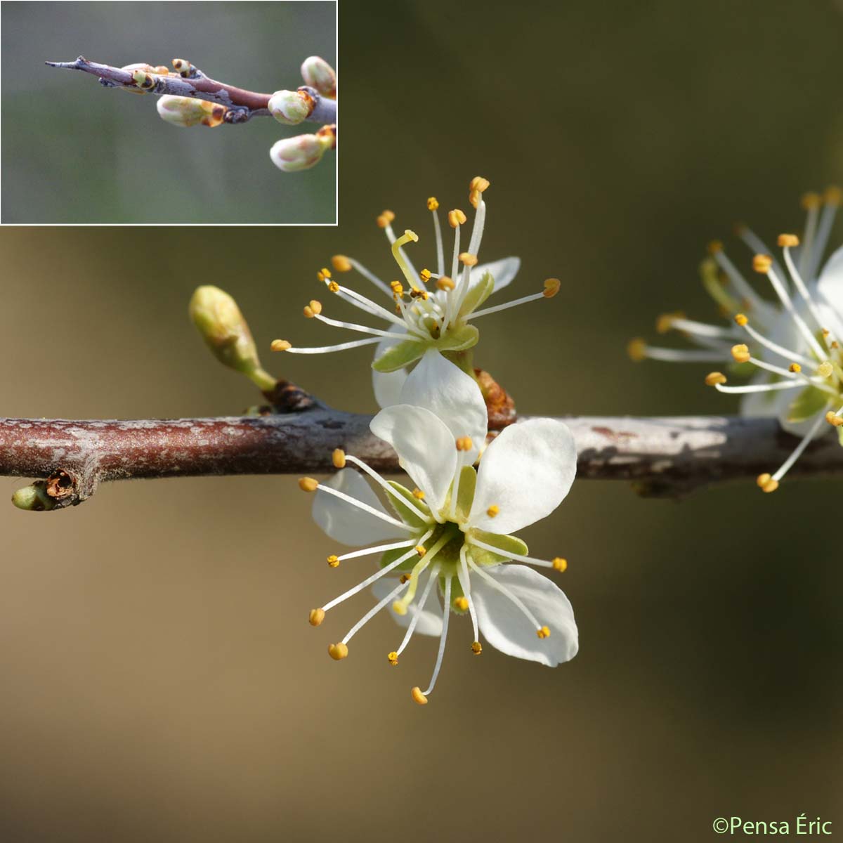 Prunellier - Prunus spinosa