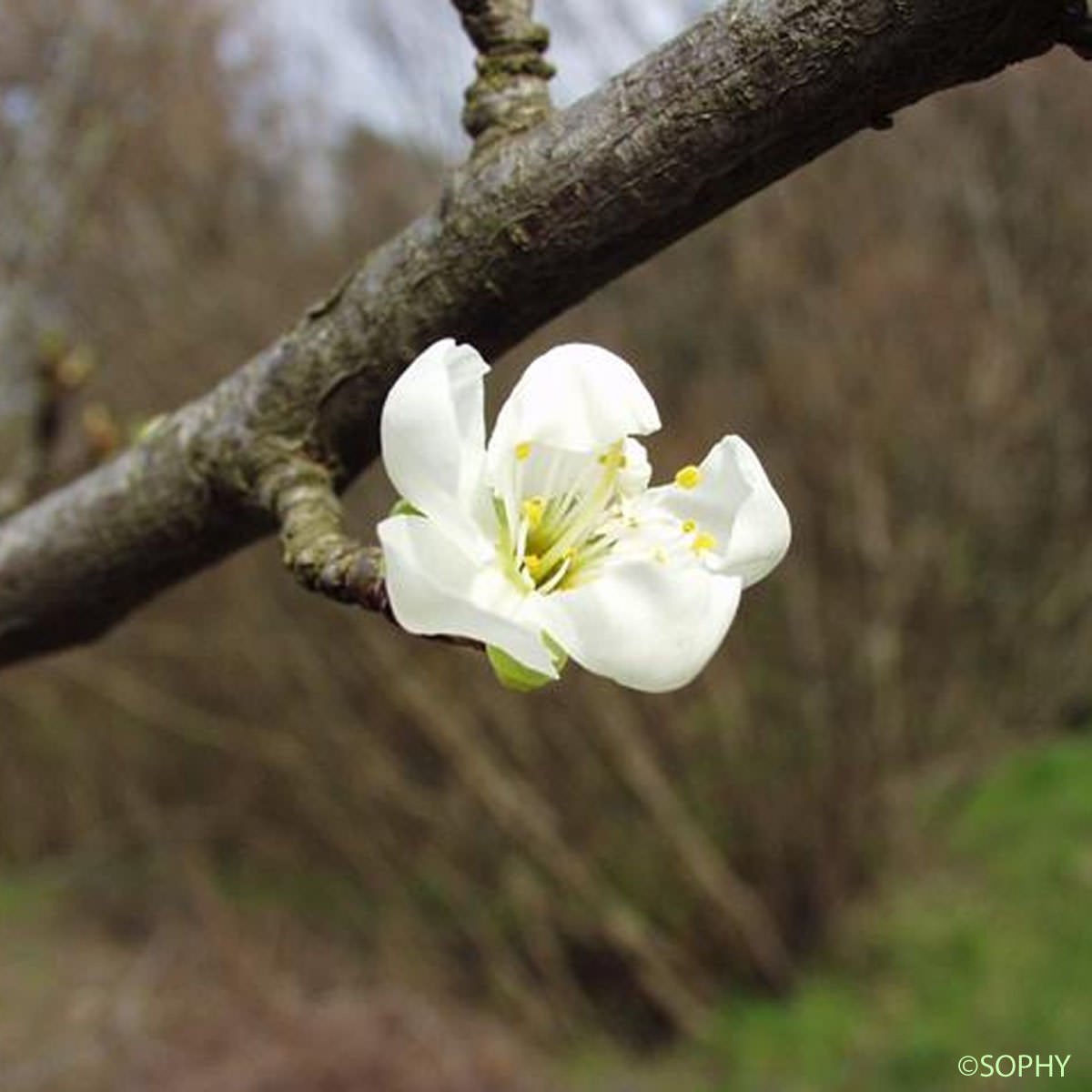 Prunier - Prunus domestica var. domestica
