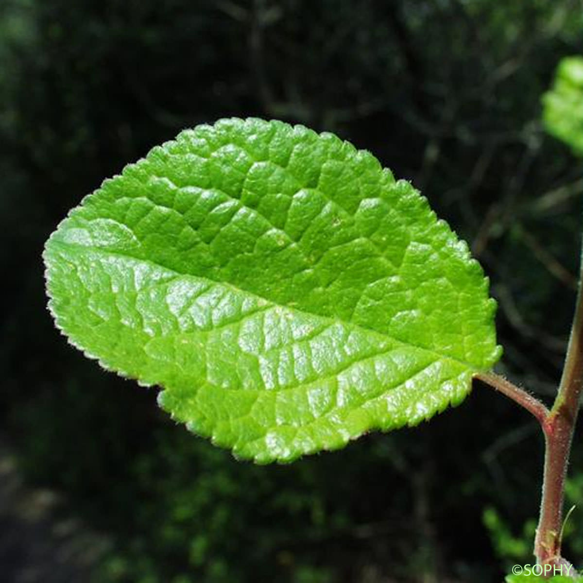 Prunier - Prunus domestica var. domestica