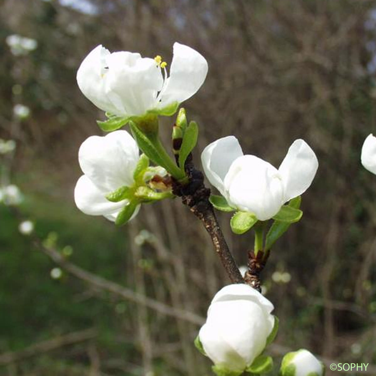 Prunier - Prunus domestica var. domestica