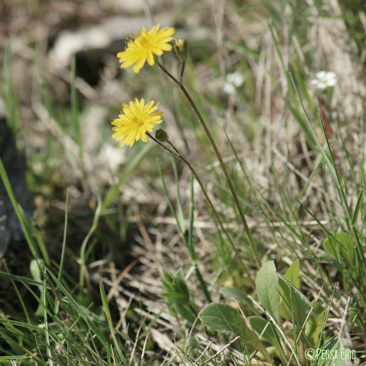 Ptérothèque de Nîmes - Crepis sancta