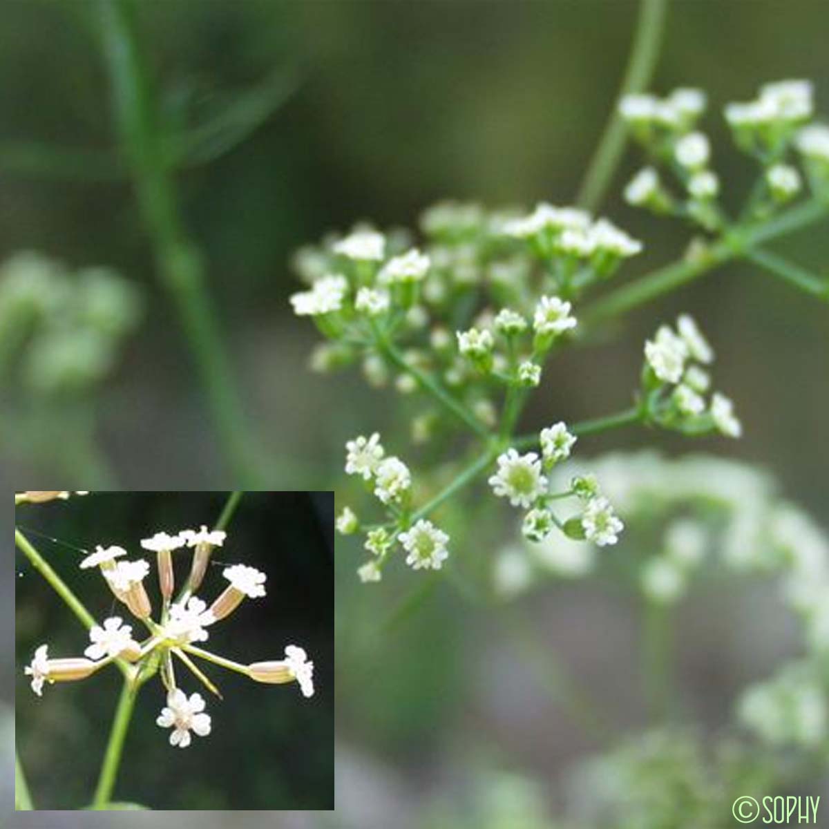 Ptychotis à feuilles de saxifrage - Ptychotis saxifraga var. saxifraga