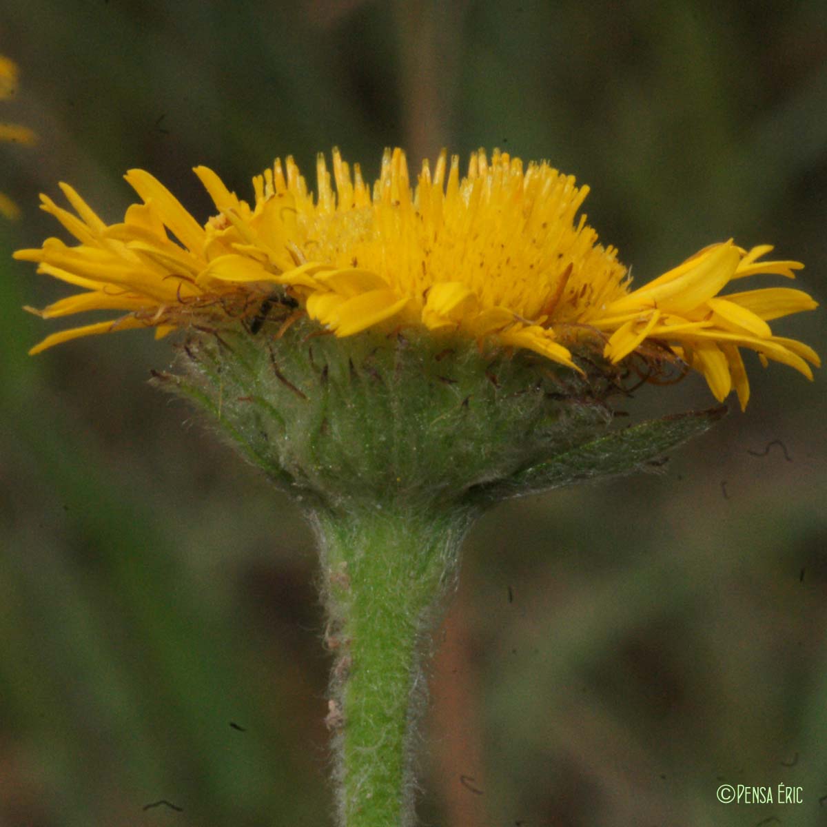 Pulicaire odorante - Pulicaria odora