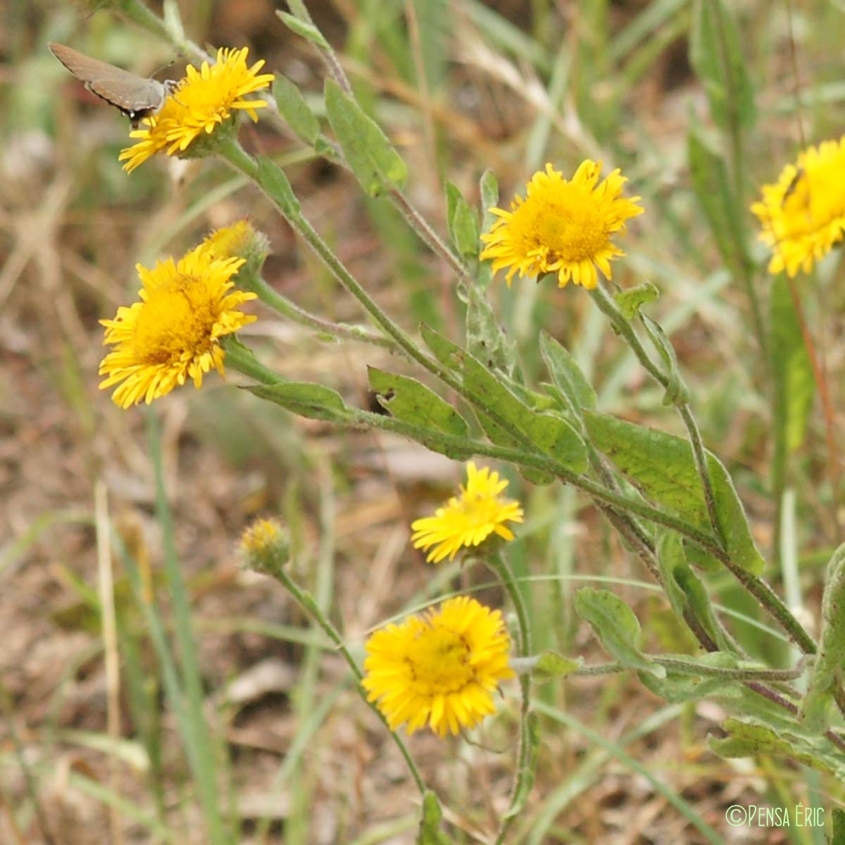 Pulicaire odorante - Pulicaria odora