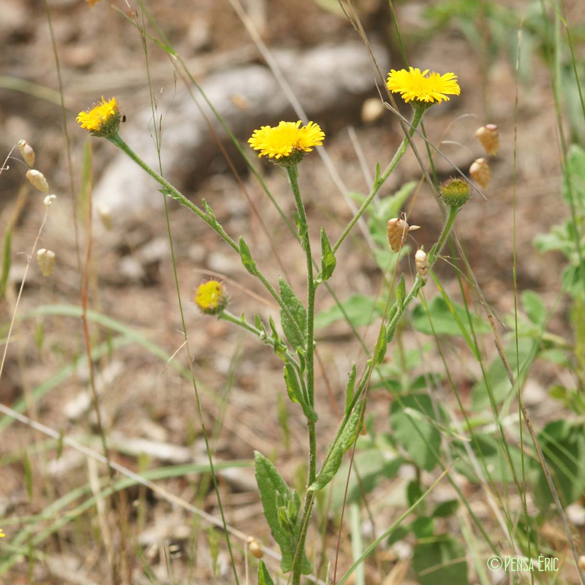 Pulicaire odorante - Pulicaria odora