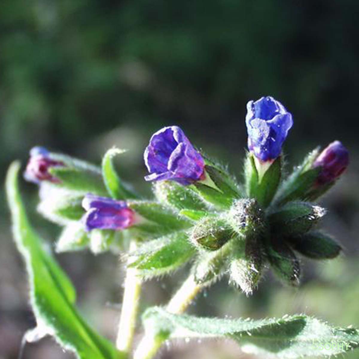 Pulmonaire à longues feuilles - Pulmonaria longifolia subsp. longifolia