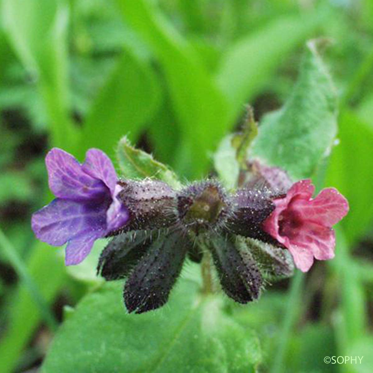 Pulmonaire à longues feuilles - Pulmonaria longifolia subsp. longifolia