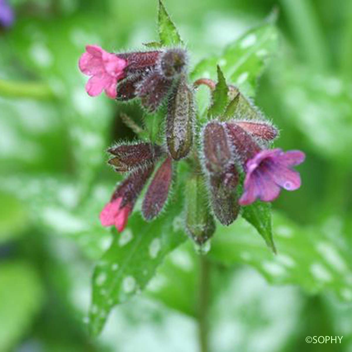 Pulmonaire semblable - Pulmonaria affinis