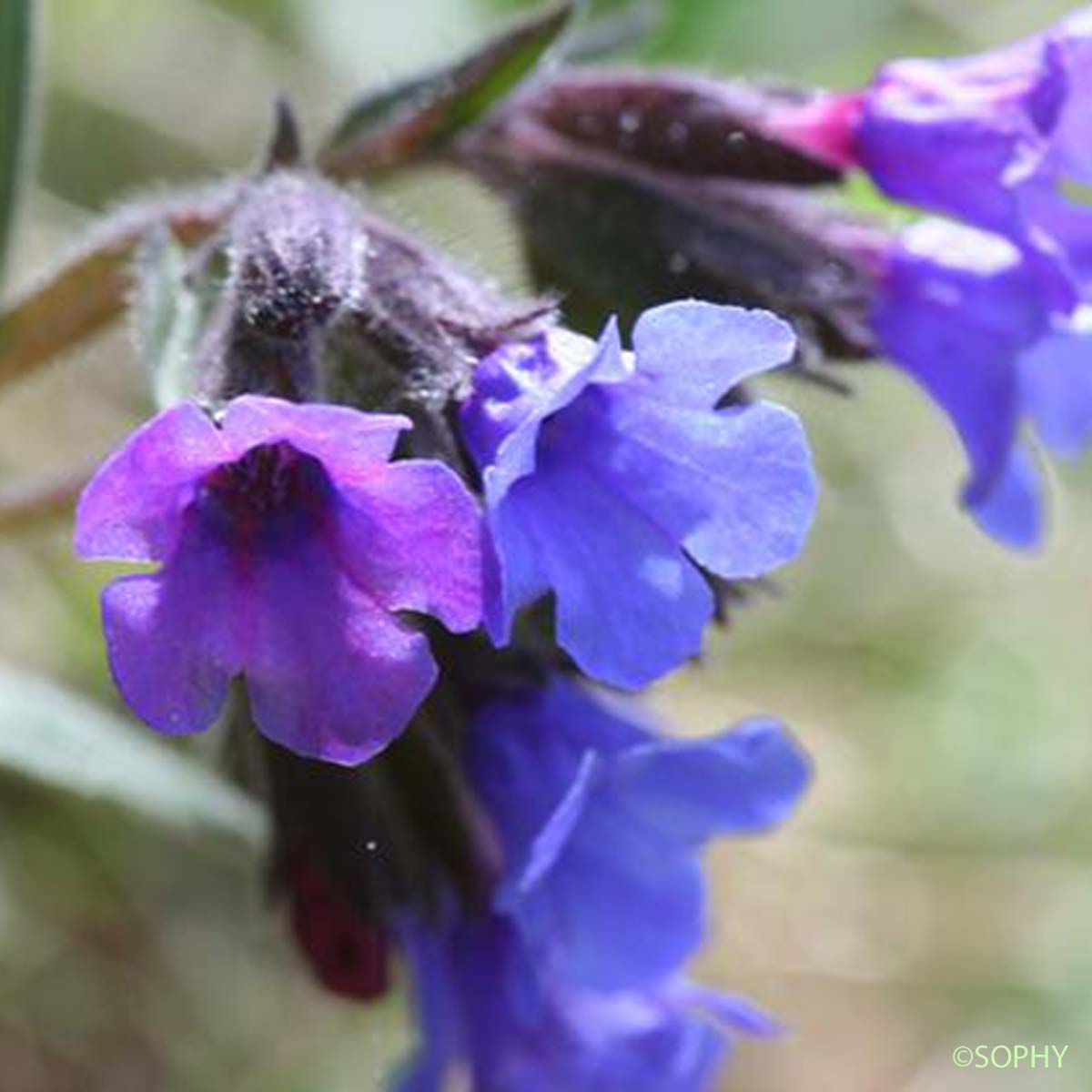 Pulmonaire molle - Pulmonaria × ovalis