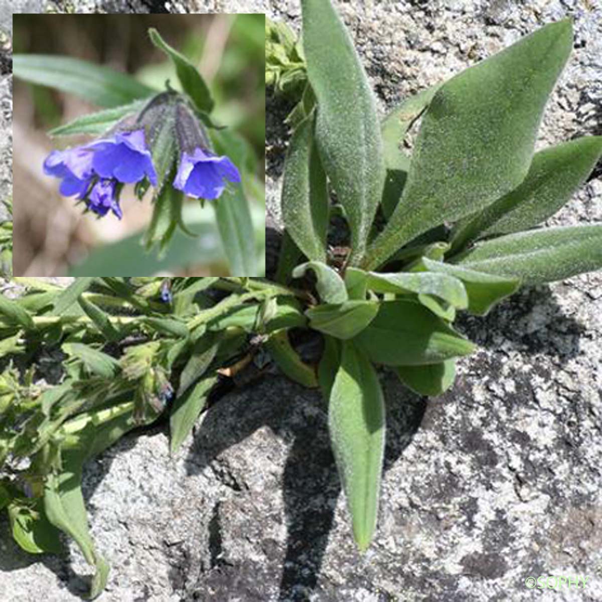 Pulmonaire molle - Pulmonaria × ovalis