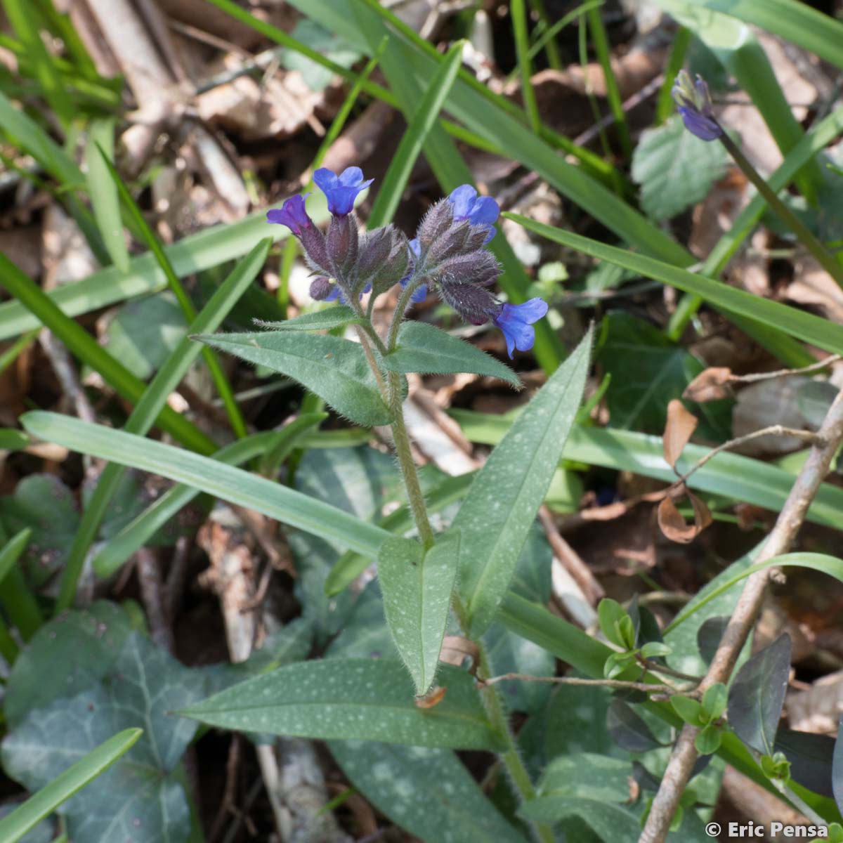 Pulmonaire peinte - Pulmonaria saccharata