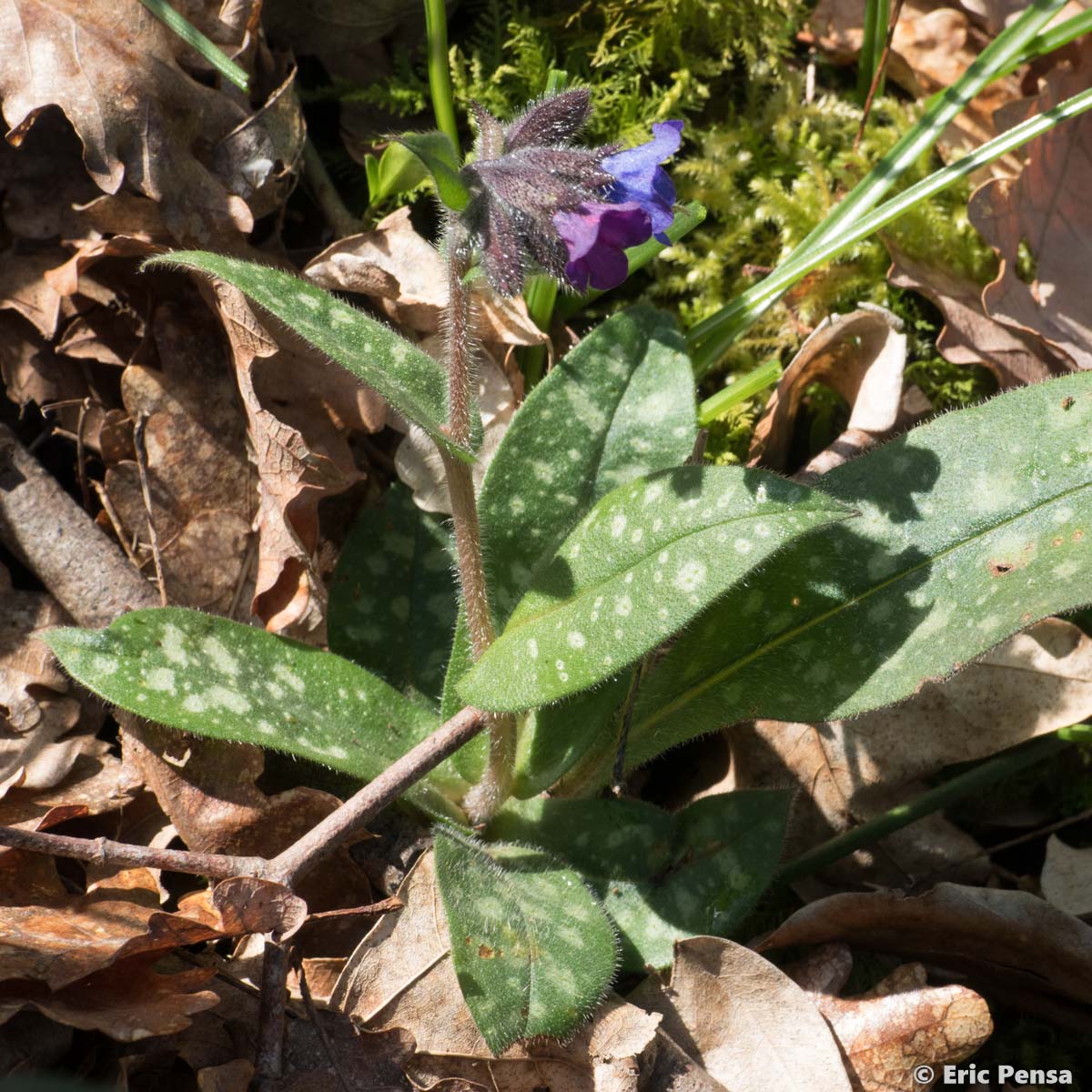 Pulmonaire peinte - Pulmonaria saccharata