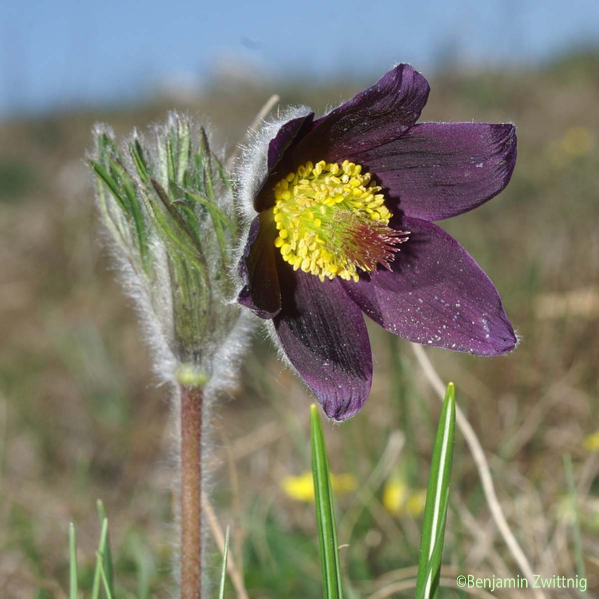 Pulsatille des montagnes - Pulsatilla pratensis subsp. montana
