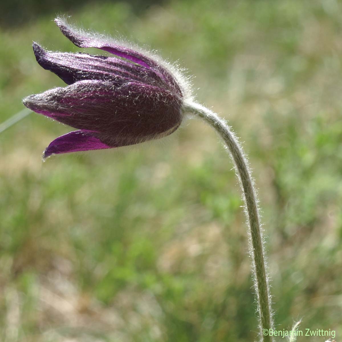 Pulsatille des montagnes - Pulsatilla pratensis subsp. montana