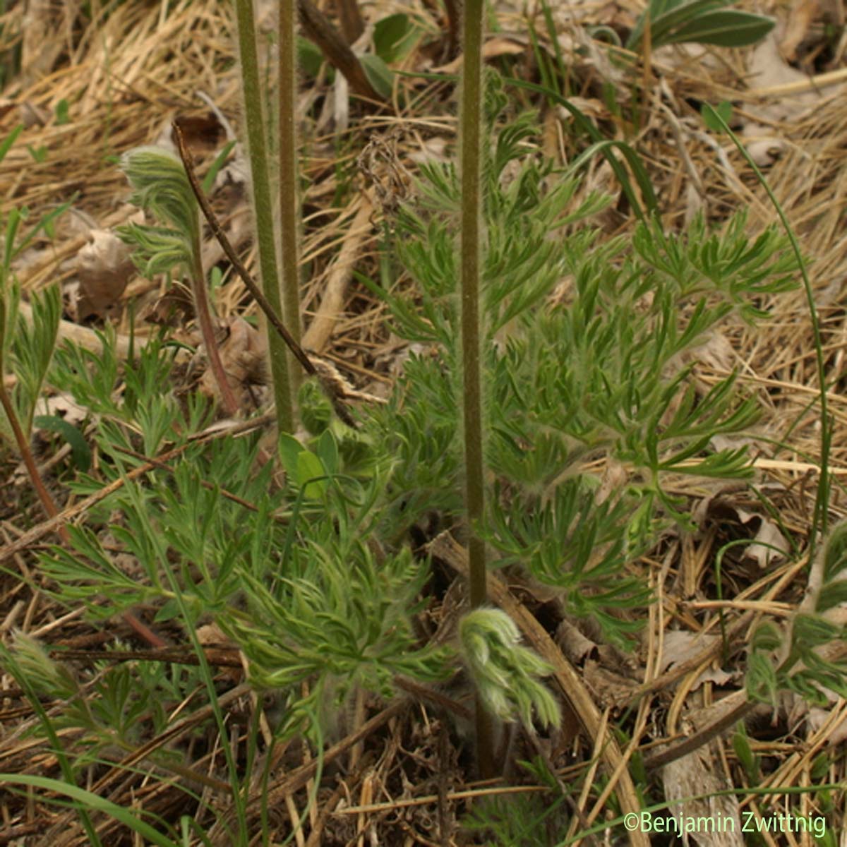 Pulsatille des montagnes - Pulsatilla pratensis subsp. montana