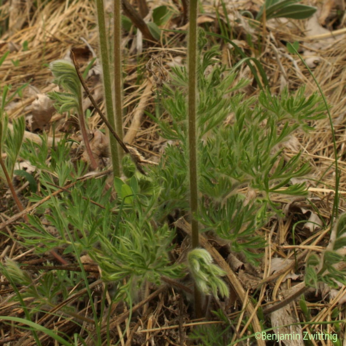 Pulsatille des montagnes - Anemone montana