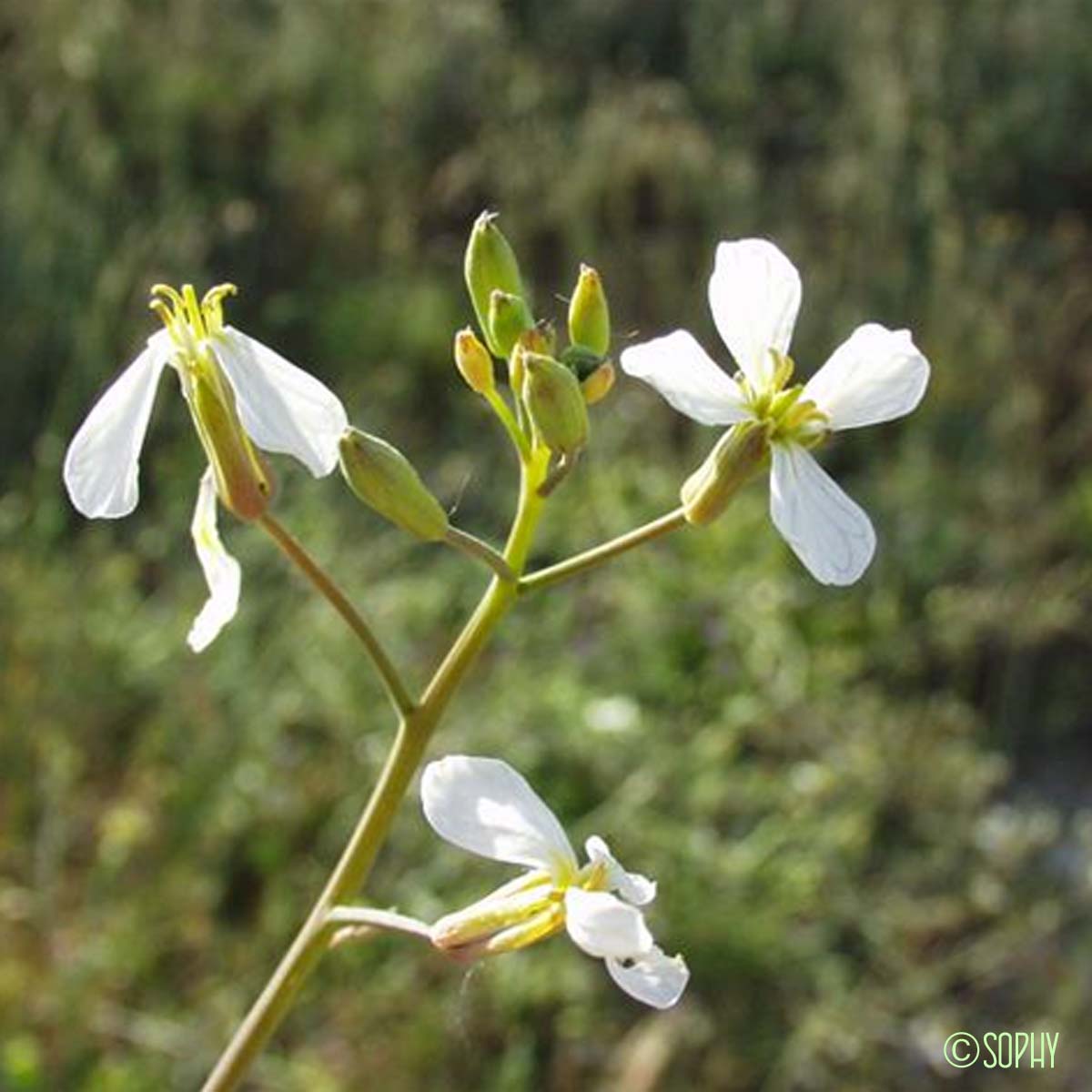 Radis cultivé - Raphanus sativus