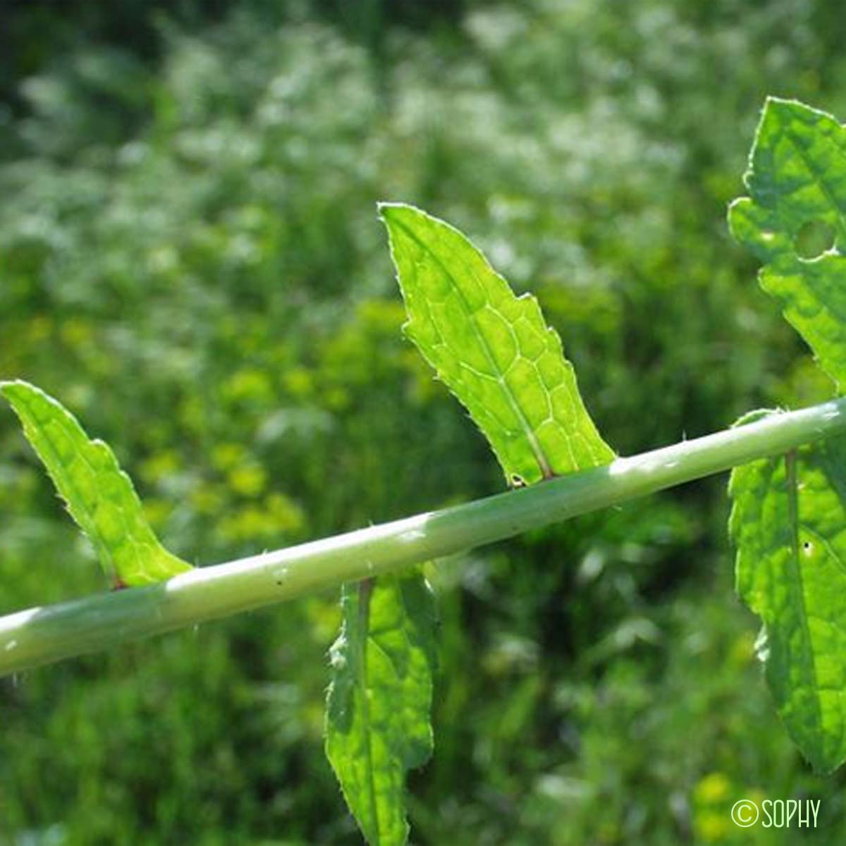 Radis cultivé - Raphanus sativus