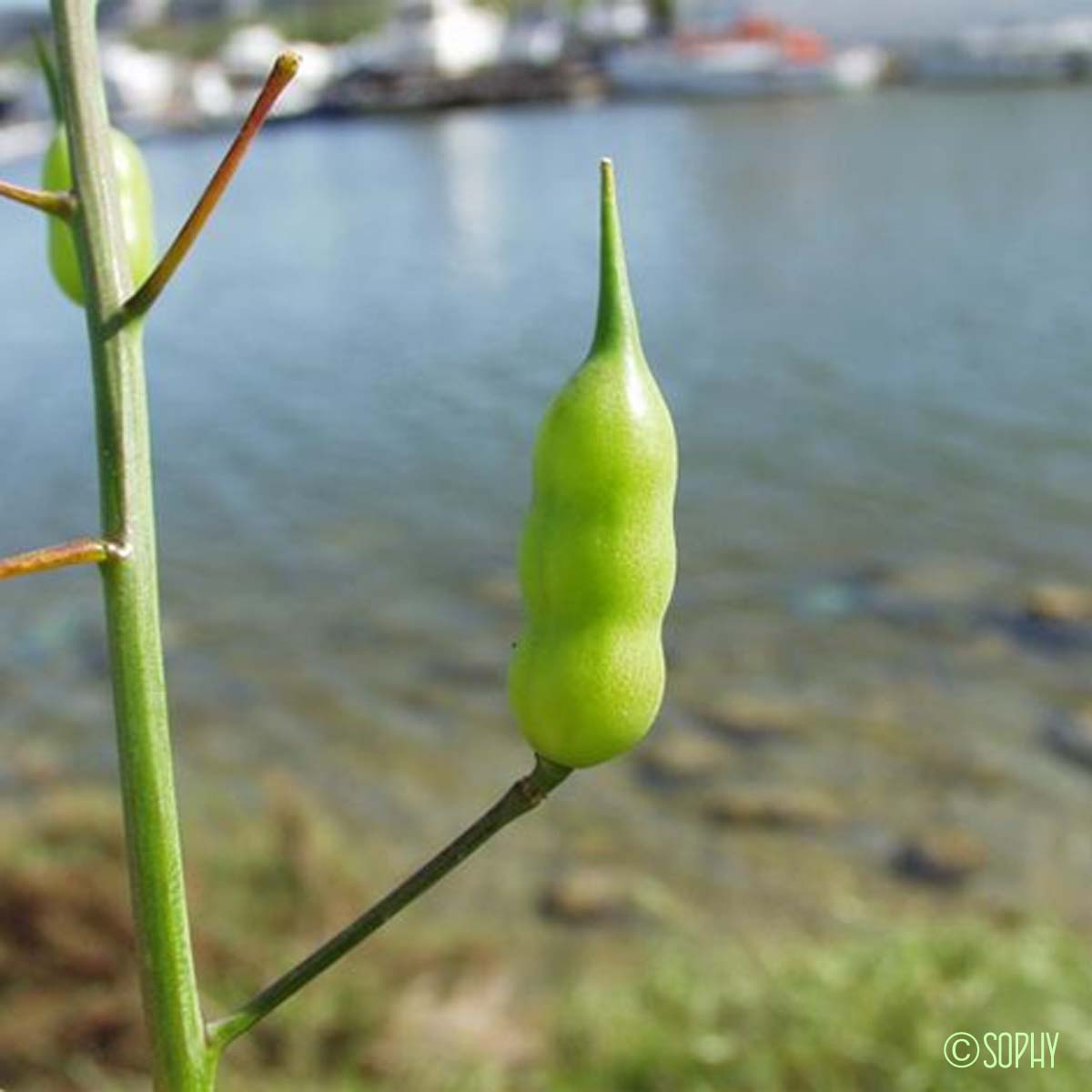 Radis cultivé - Raphanus sativus