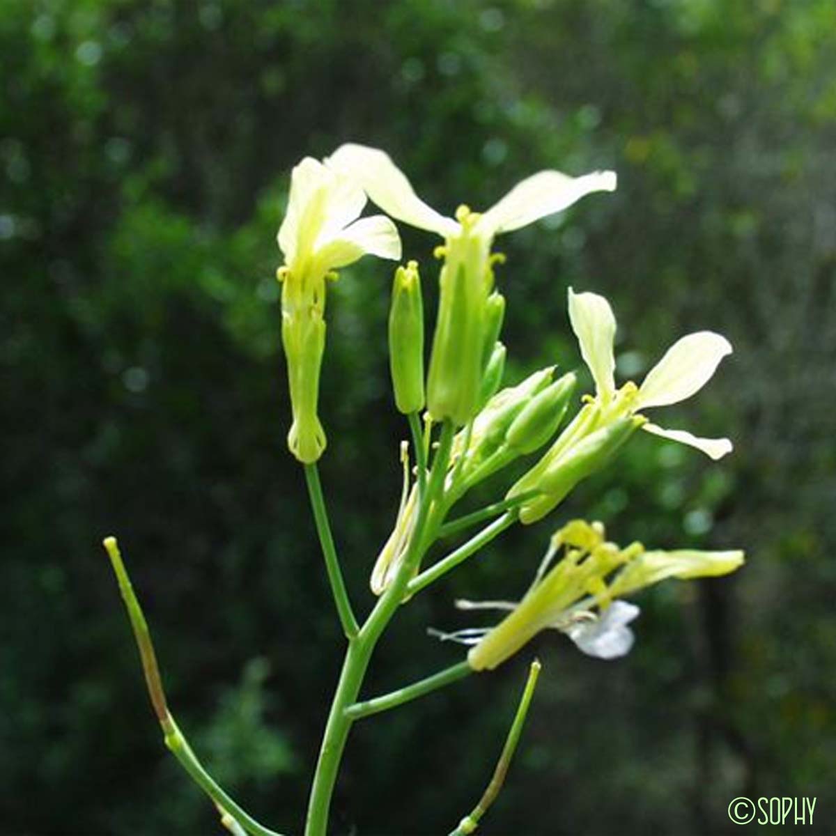 Radis maritime - Raphanus raphanistrum subsp. landra