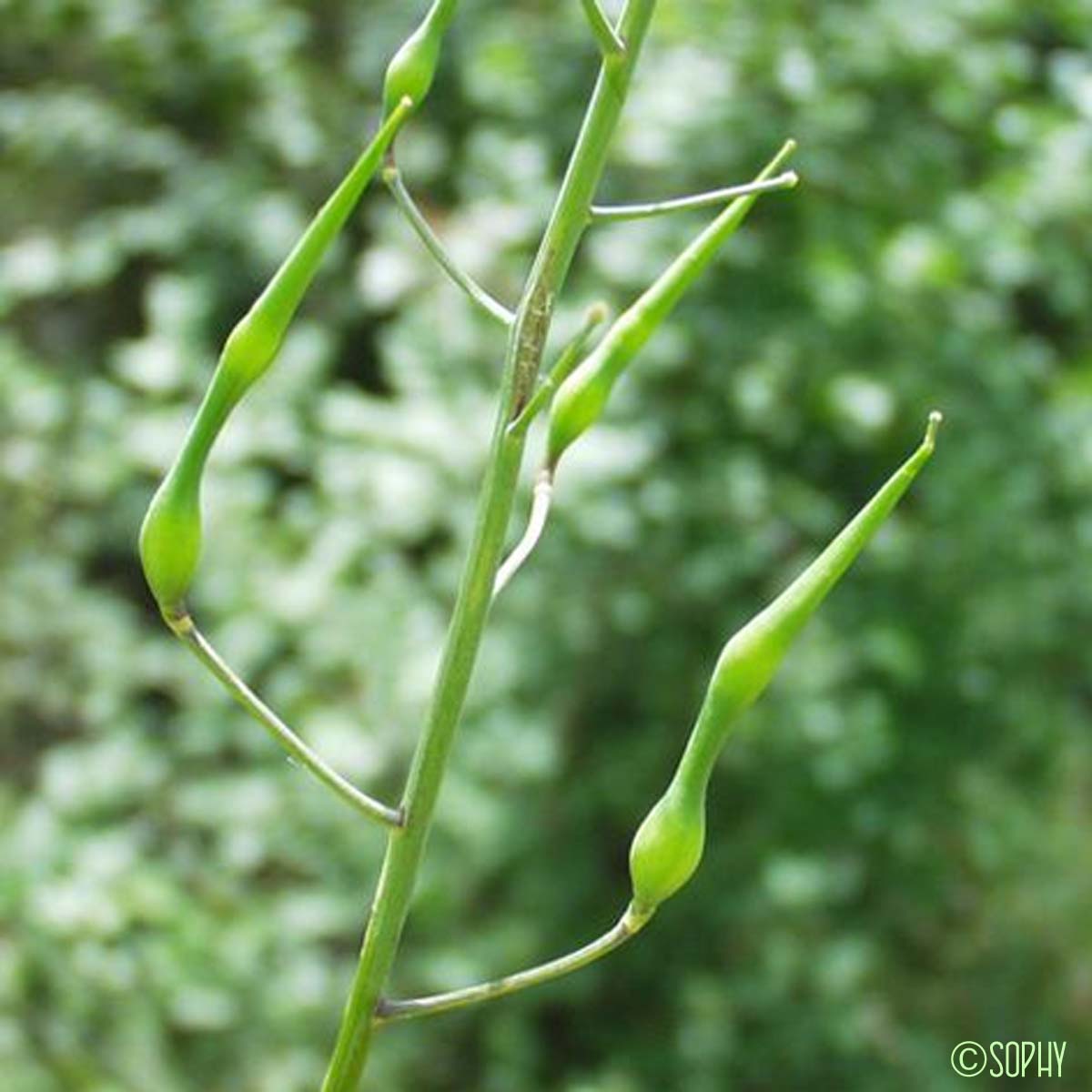 Radis maritime - Raphanus raphanistrum subsp. landra