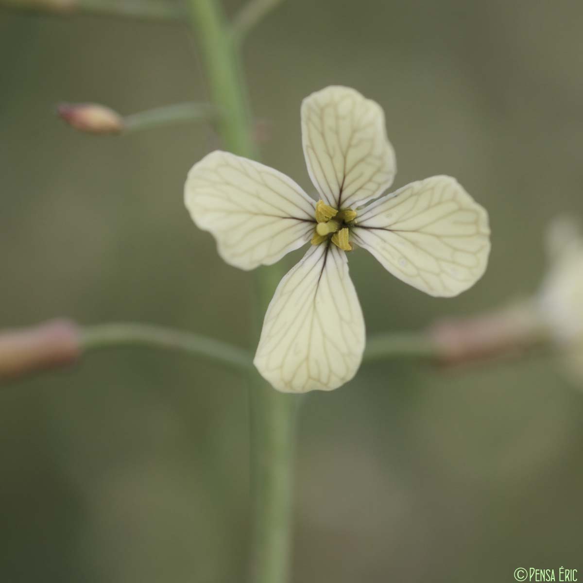 Radis sauvage - Raphanus raphanistrum subsp. raphanistrum