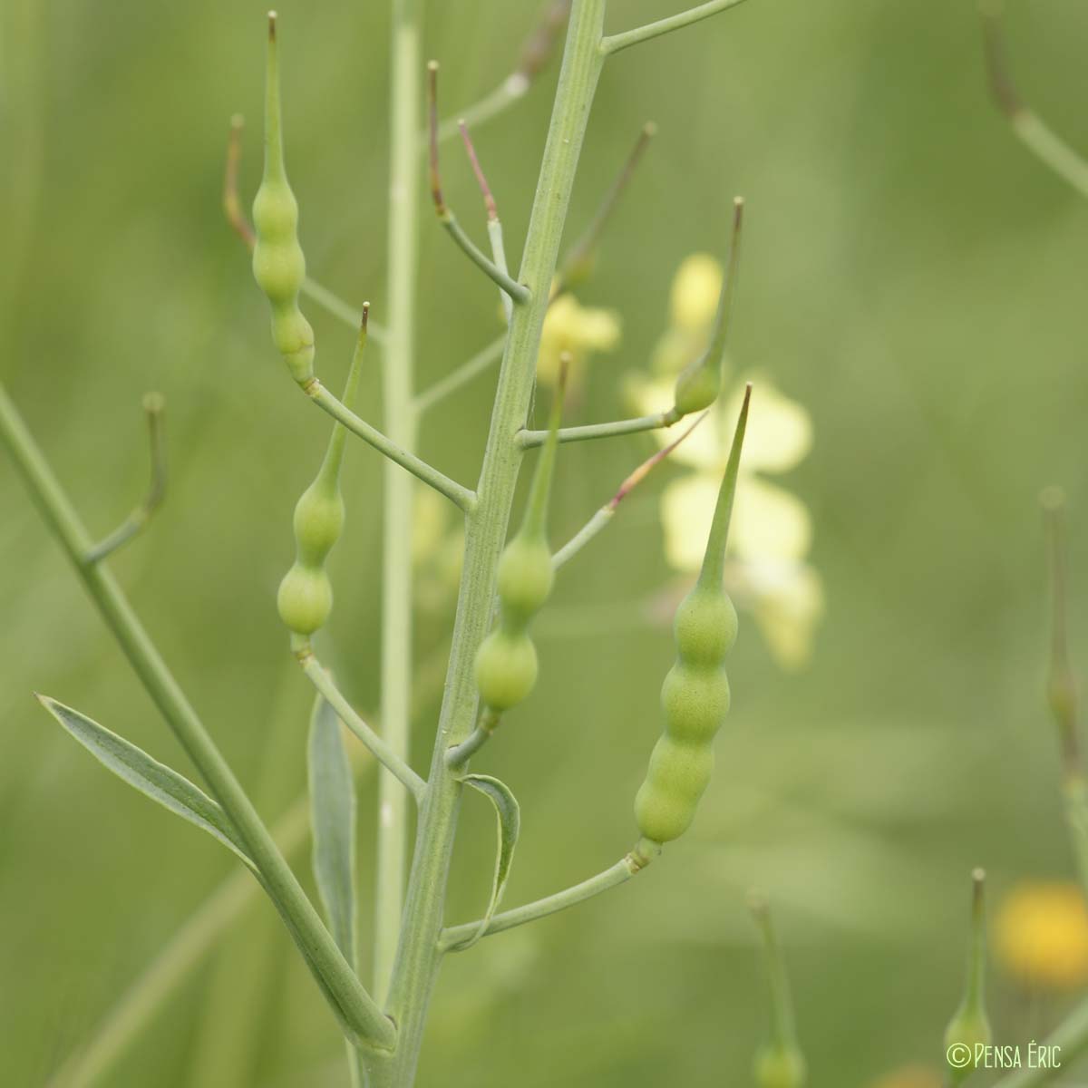 Radis sauvage - Raphanus raphanistrum subsp. raphanistrum