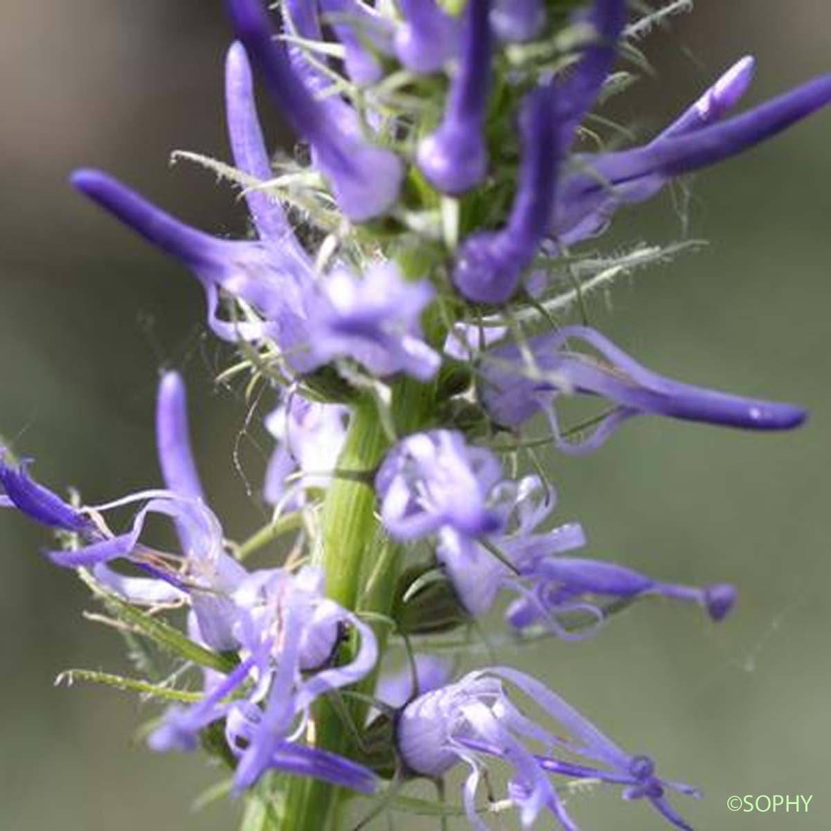 Raiponce à feuilles de bétoine - Phyteuma betonicifolium