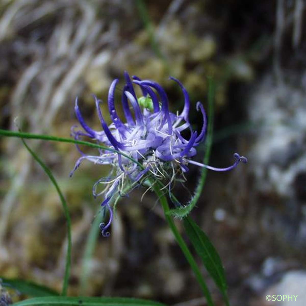 Raiponce de Charmeil - Phyteuma charmelii