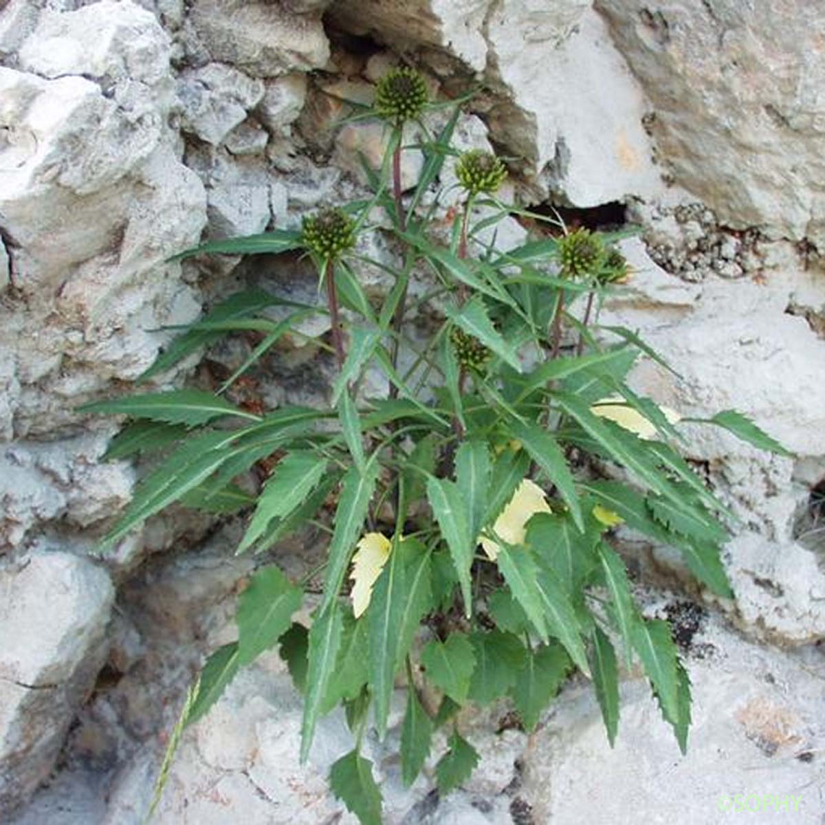 Raiponce de Charmeil - Phyteuma charmelii