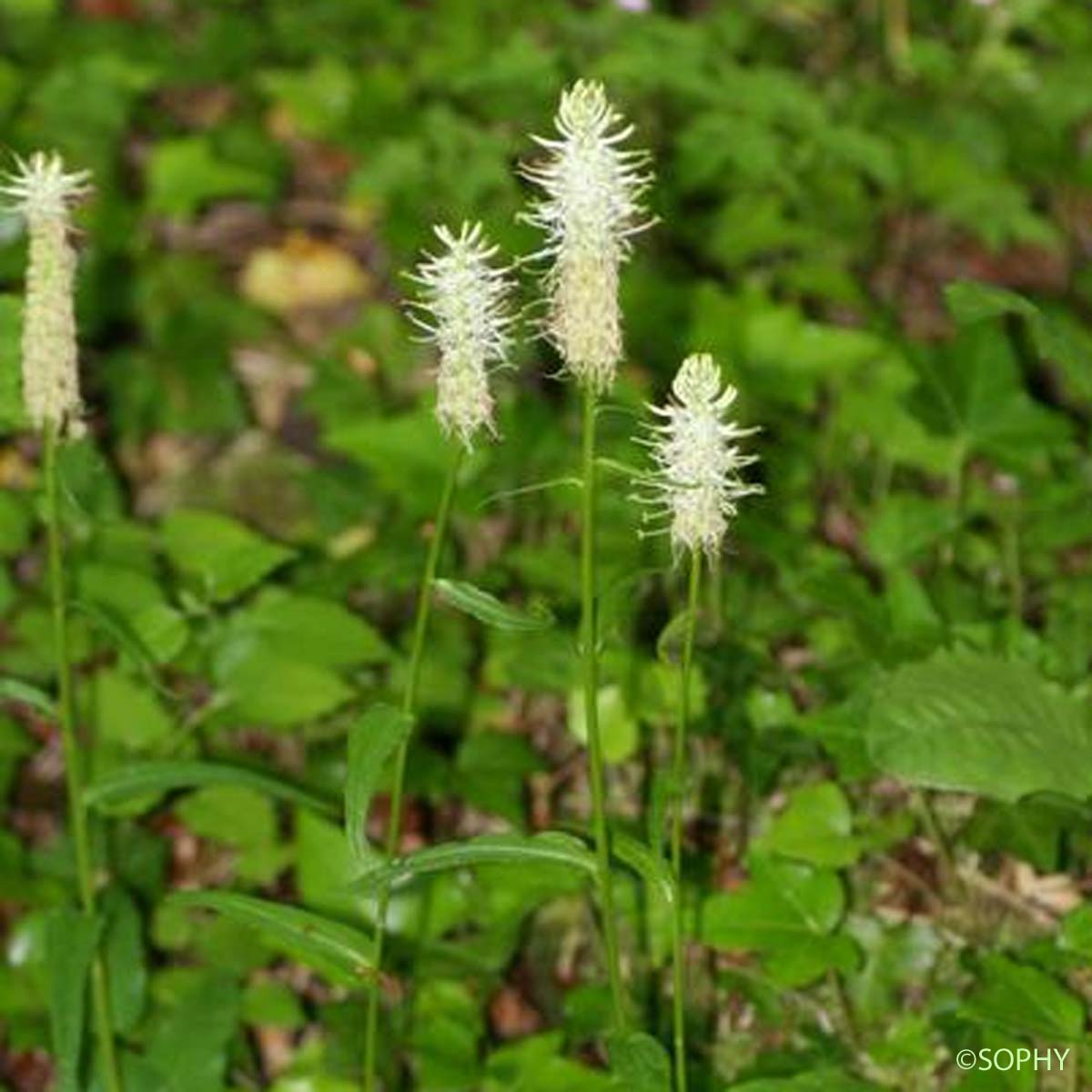 Raiponce en épi - Phyteuma spicatum