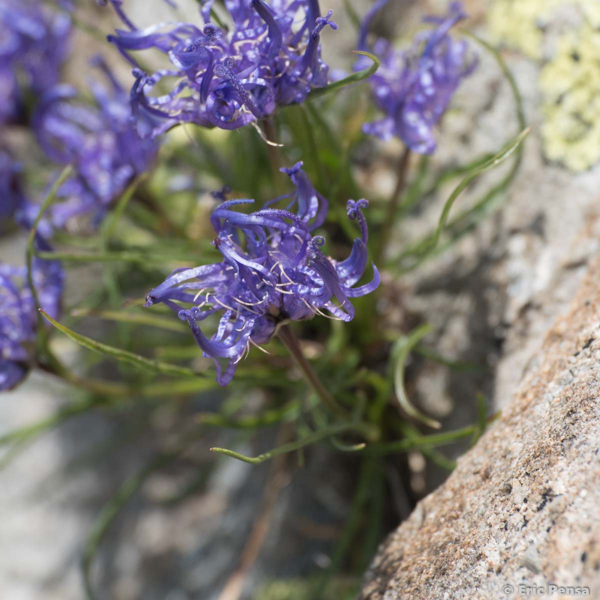 Raiponce hémisphérique - Phyteuma hemisphaericum