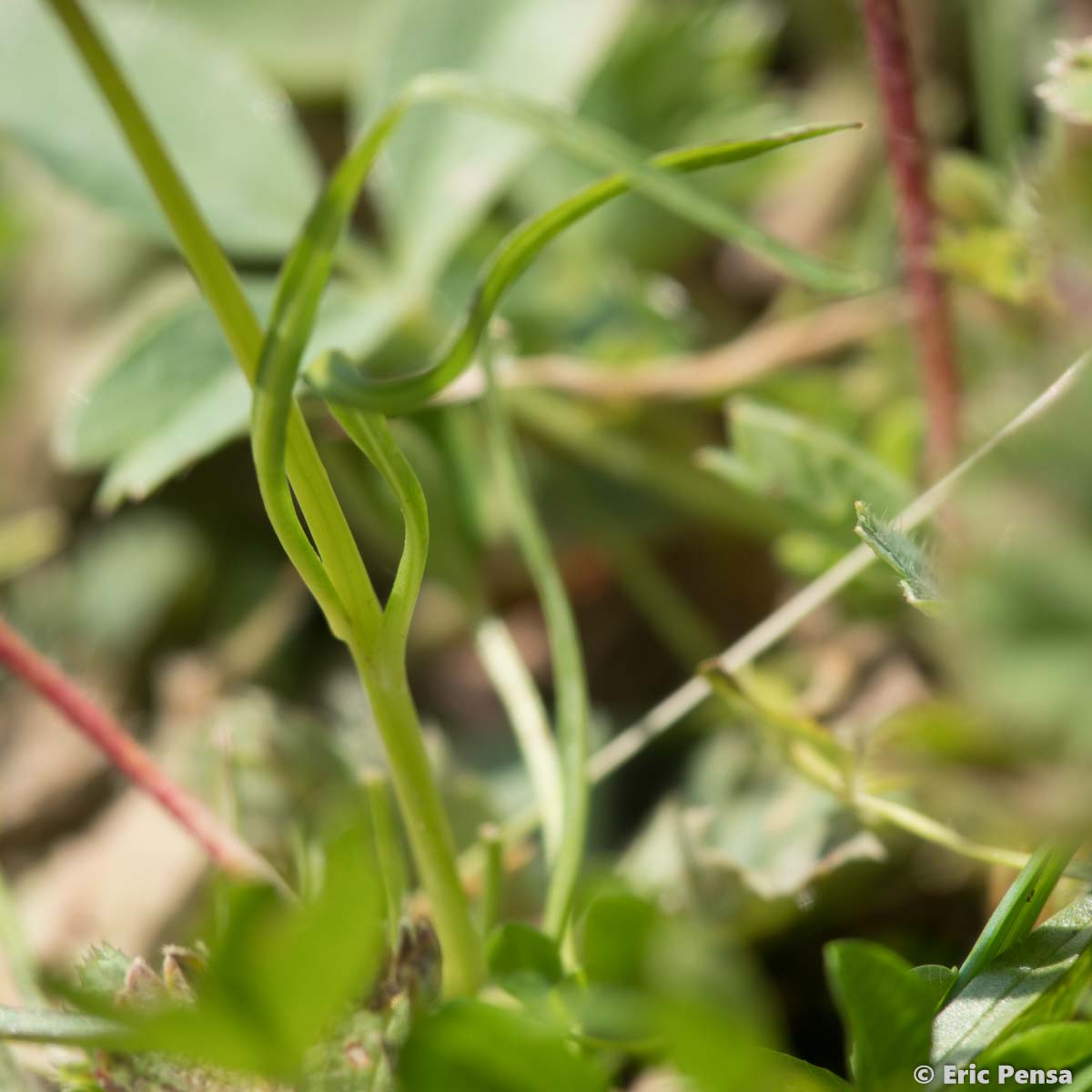 Raiponce hémisphérique - Phyteuma hemisphaericum