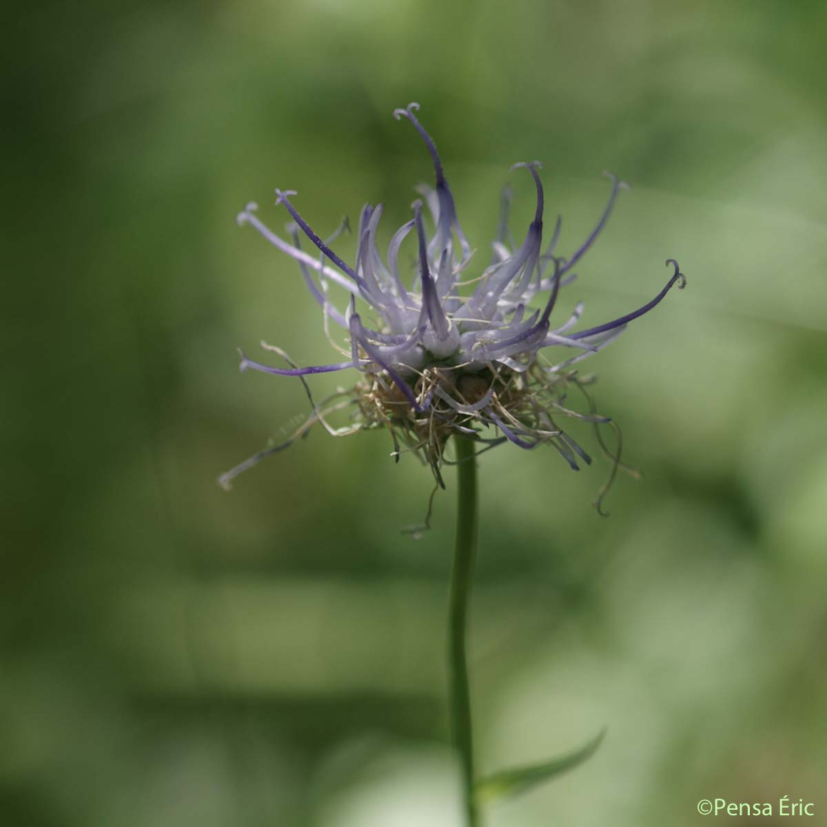 Raiponce orbiculaire - Phyteuma orbiculare subsp. tenerum