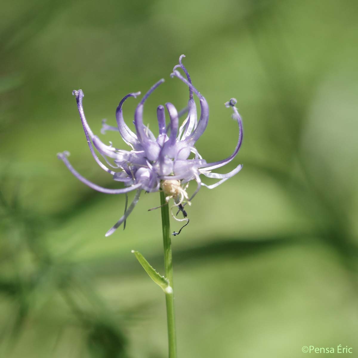 Raiponce orbiculaire - Phyteuma orbiculare subsp. tenerum