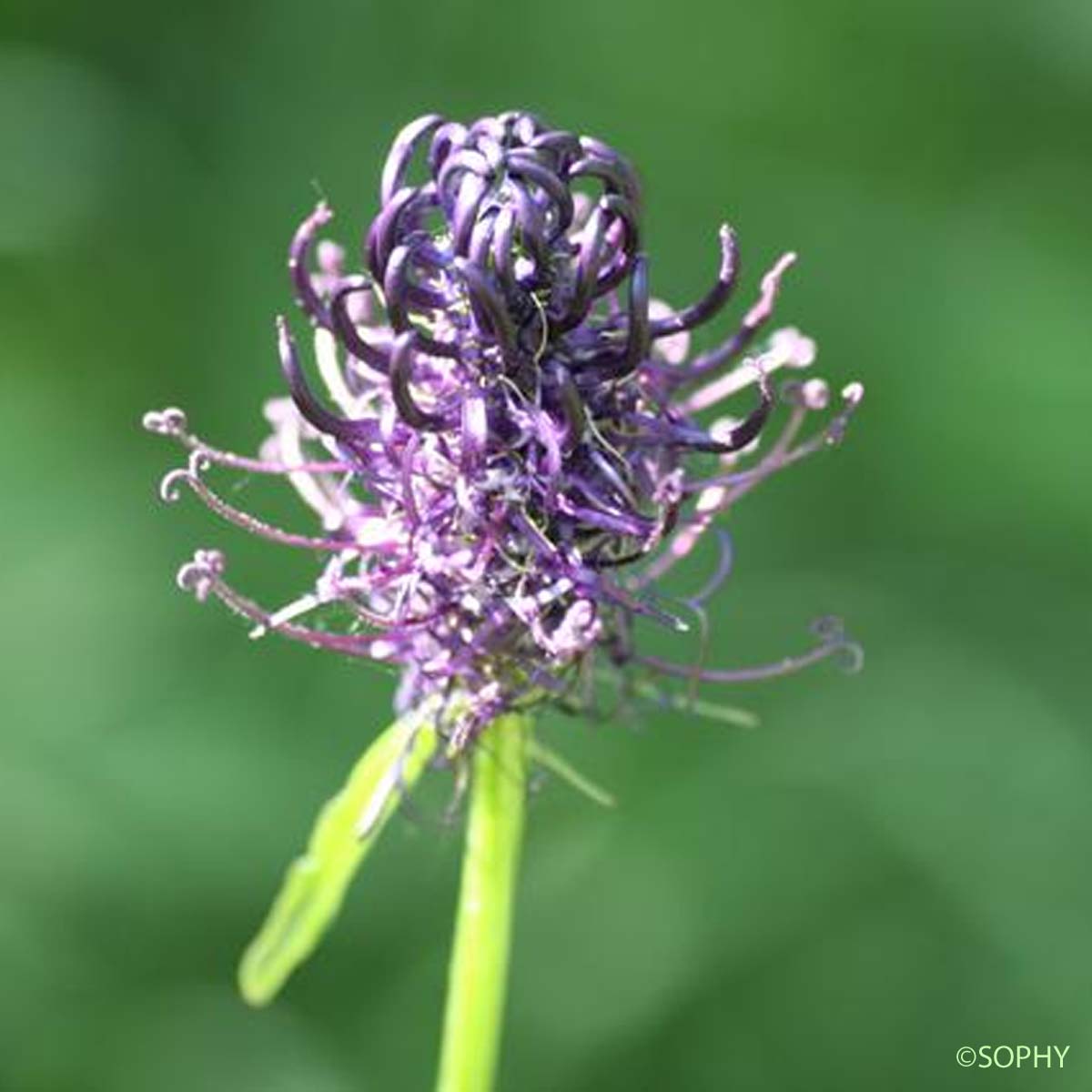 Raiponce ovale - Phyteuma ovatum