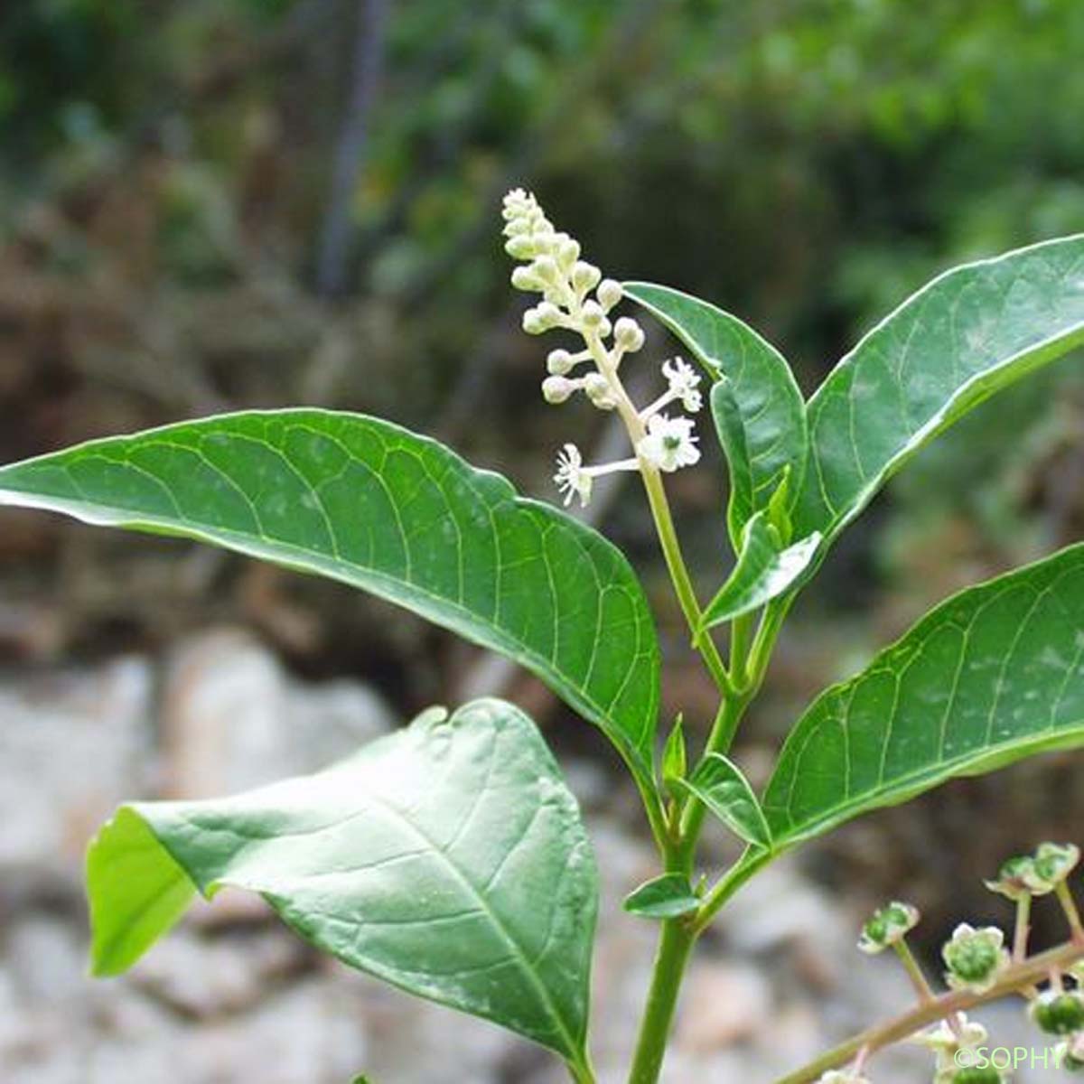 Raisin d'Amérique - Phytolacca americana
