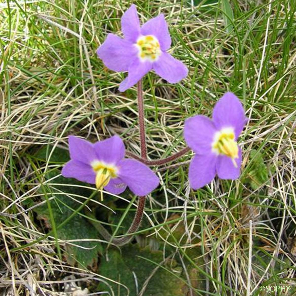 Ramondie des Pyrénées - Ramonda myconi