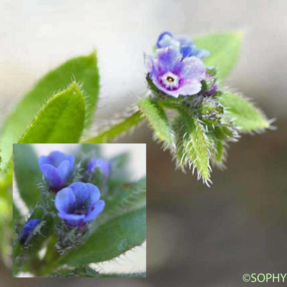 Râpette - Asperugo procumbens