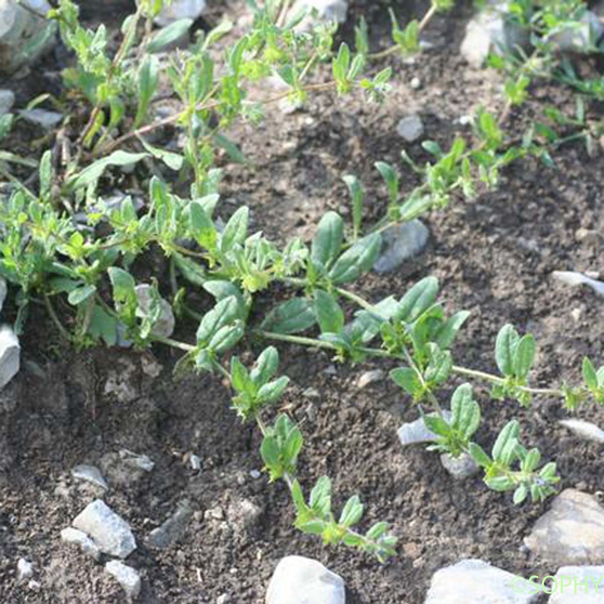 Râpette - Asperugo procumbens