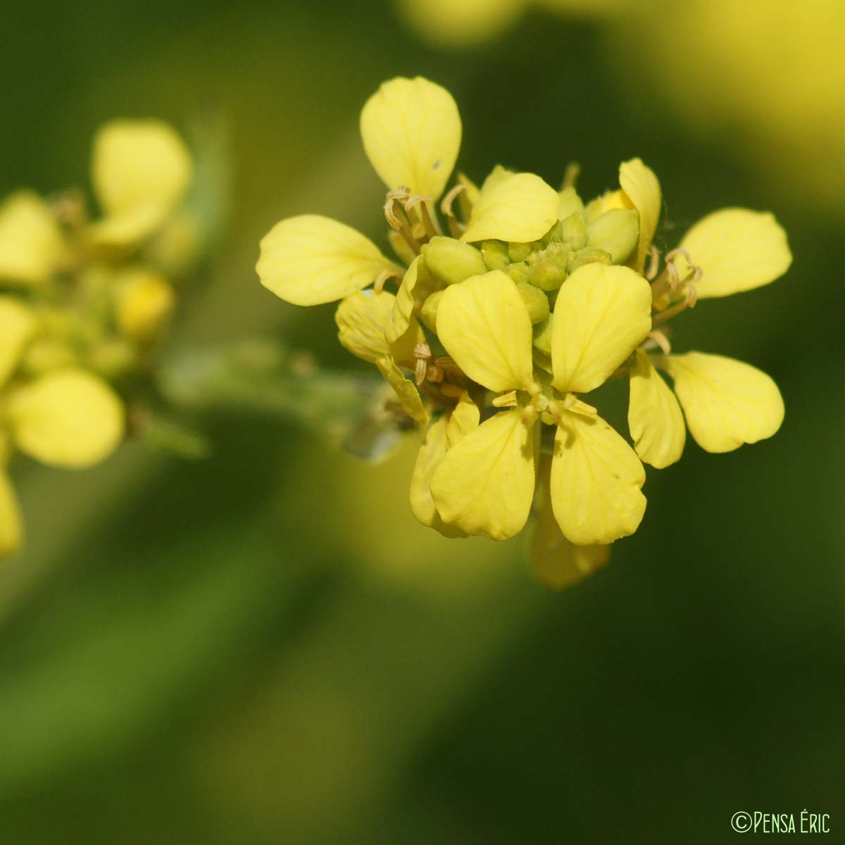 Rapistre rugueux - Rapistrum rugosum subsp. orientale