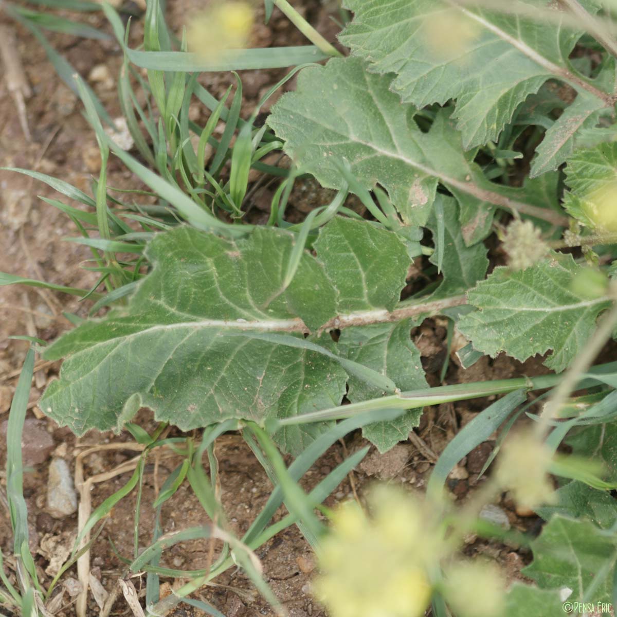 Rapistre rugueux - Rapistrum rugosum subsp. orientale