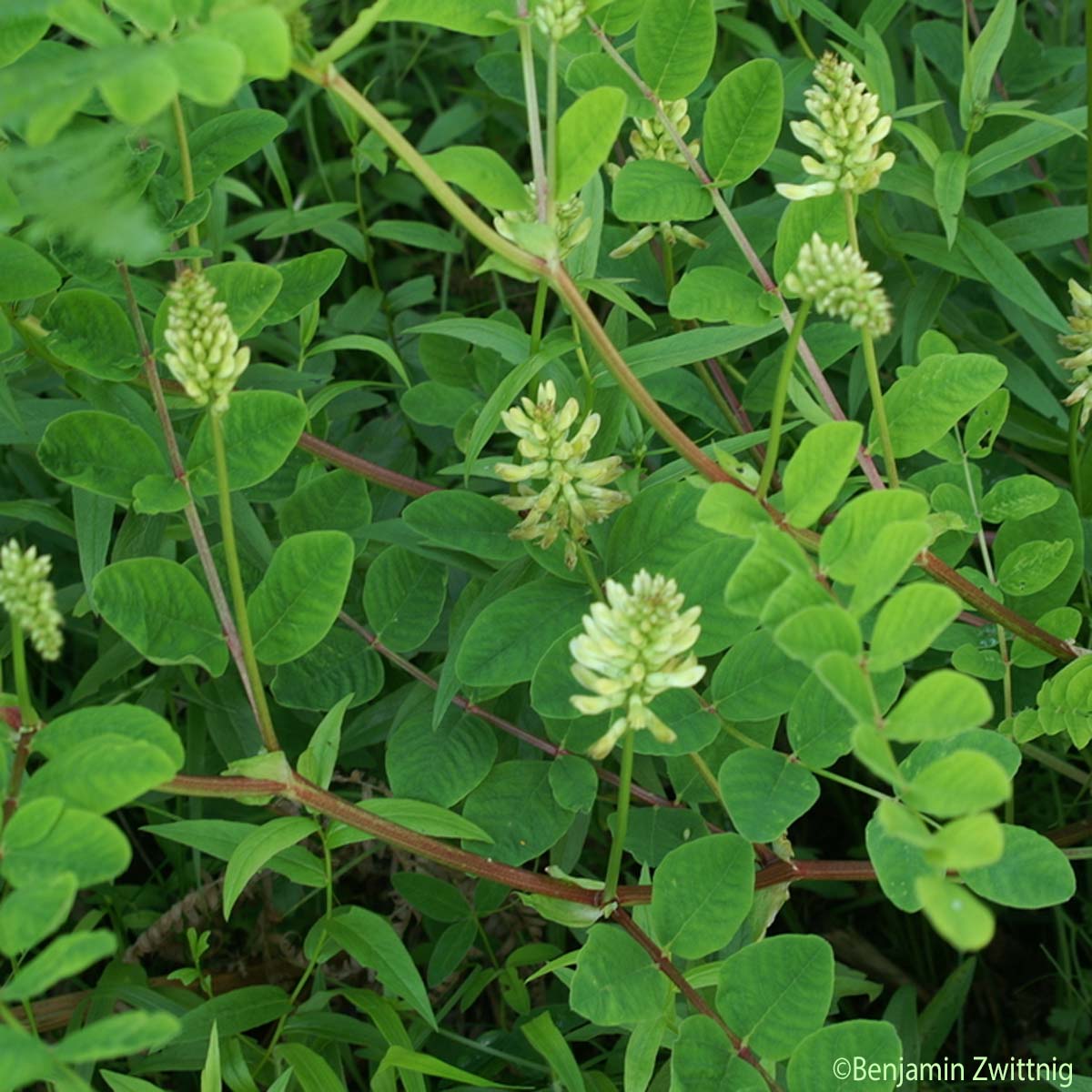 Réglisse sauvage - Astragalus glycyphyllos