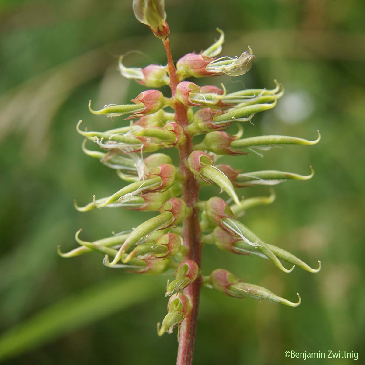 Réglisse sauvage - Astragalus glycyphyllos