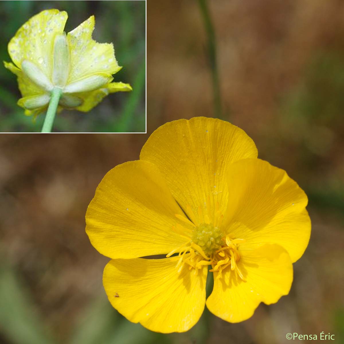 Renoncule à feuilles de Graminée - Ranunculus gramineus